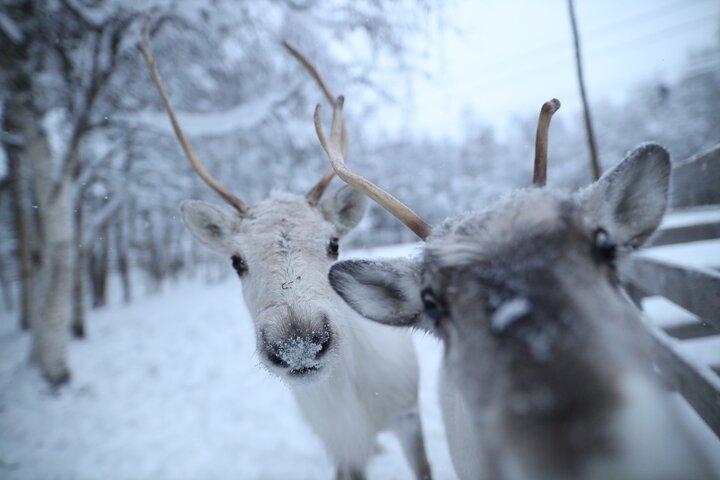 Local Reindeer Farm Visit & Short Sledge Ride