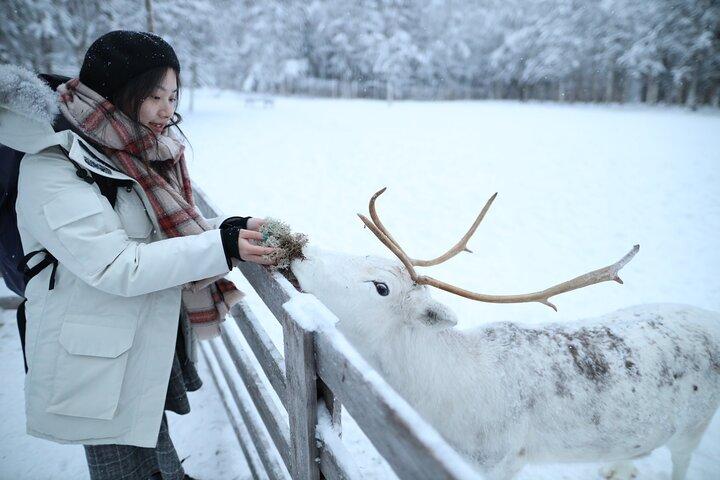 Local Reindeer Farm Visit & Short Sledge Ride