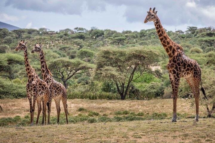 5-Day Private luxury Safari 2 nights in Serengeti & Ngorongoro