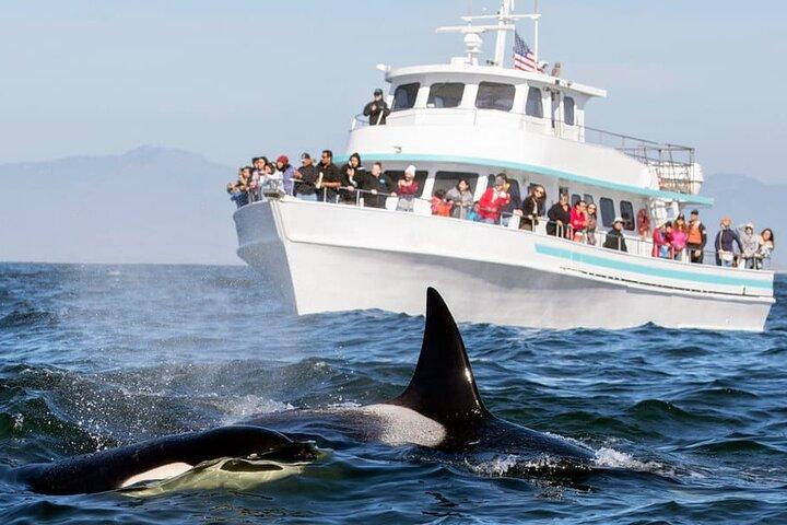 Whale Watching & Turtle Hatchery Tour From Gall