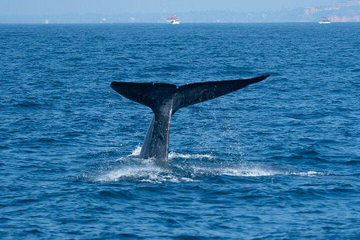 Whale Watching & Turtle Hatchery Tour From Gall