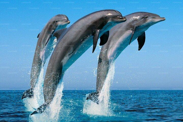 Whale Watching & Turtle Hatchery Tour From Gall