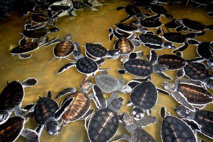 Whale Watching & Turtle Hatchery Tour From Gall