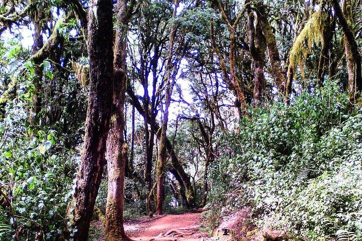 Kilimanjaro Private 2 Days Hiking Tour