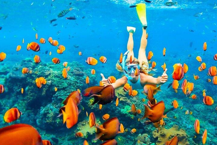 Semi Submarine Tour From Hurghada Makadi Soma Bay El Gouna Safaga