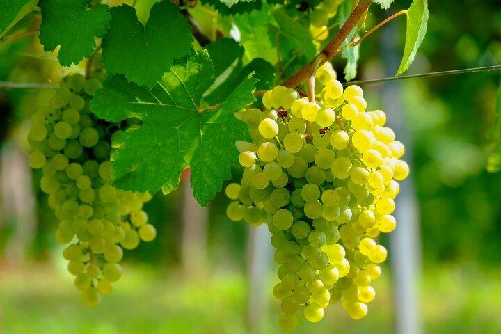Etyek Private Half-Day Wine Tasting Tour from Budapest