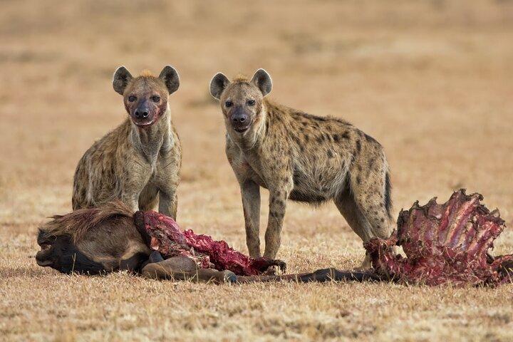 2-Days Safari Tour in Tarangire & Ngorongoro Crater