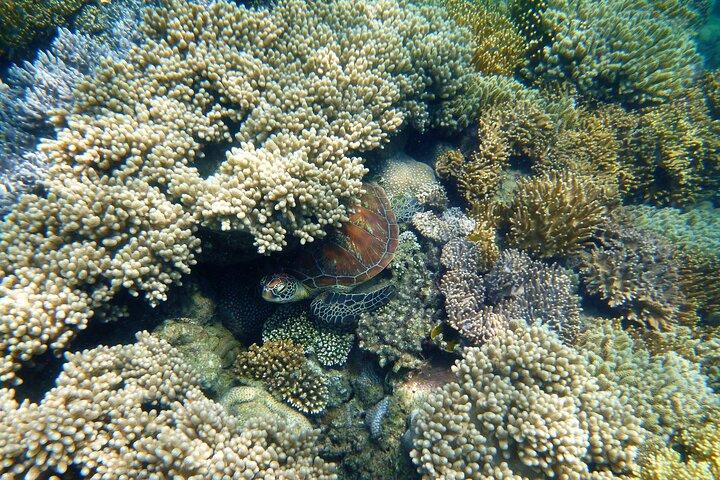 2 1/4 hr Low Isles Reef Sprinter Snorkeling Tour-No Island Access