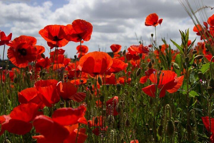Flanders Fields Remembrance Tour from Brussels