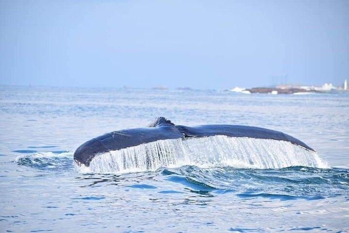 Whale & Dolphin Watching Tour in Trincomalee | Scenic Boat Ride