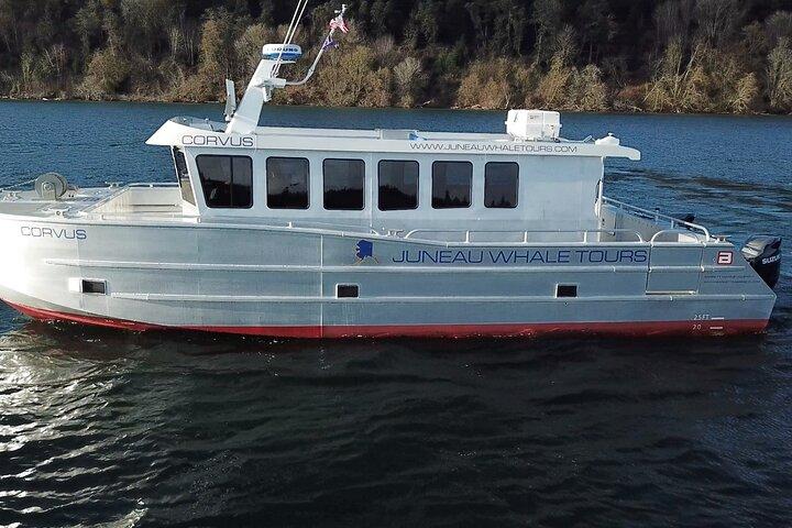 3.5 Hour Crowd-Skipping Whale Tour in Juneau, Alaska