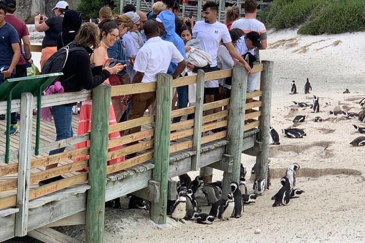 Cape Of Good Hope and Penguins viewing Private Tour