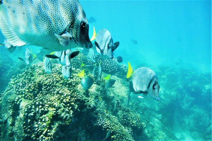 Snorkel Adventure through the Sea of Cortez