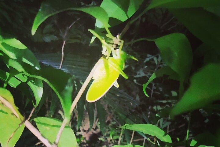 Nightwalk Monteverde by Pablos natural tour