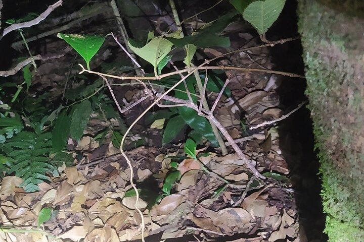 Nightwalk Monteverde by Pablos natural tour
