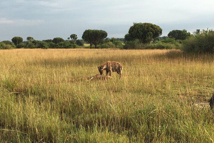 Queen Elizabeth Open Safari Jeeps for game drives.