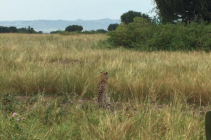 Queen Elizabeth Open Safari Jeeps for game drives.