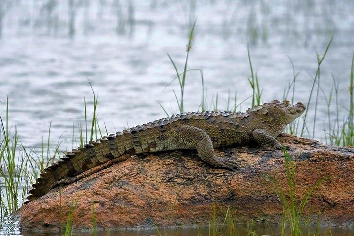 Kaudulla National Park Safari | Jeep with Tickets