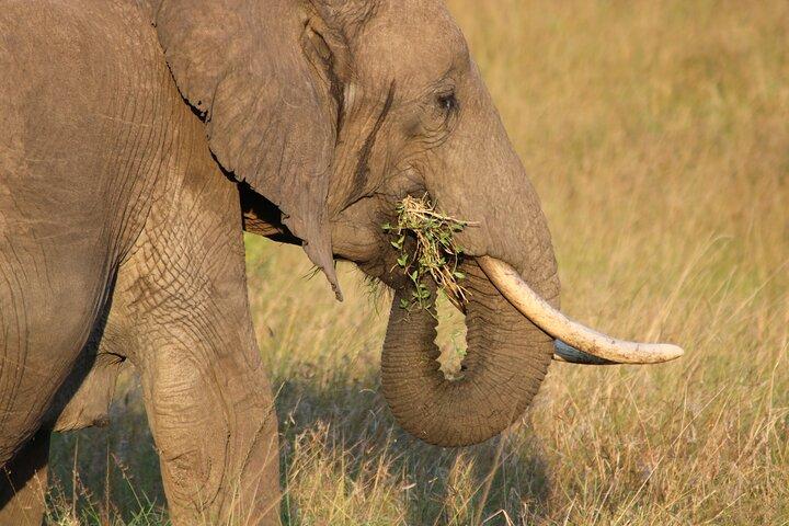Wildlife safaris and mountain climbing