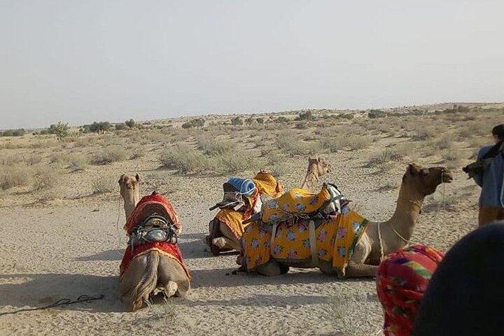 Pleasant Non-Touristic Overnight Camel Safari (From 2:00 PM to Approx. 10:30AM)