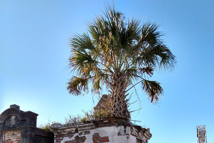 A Local's Garden District Tour