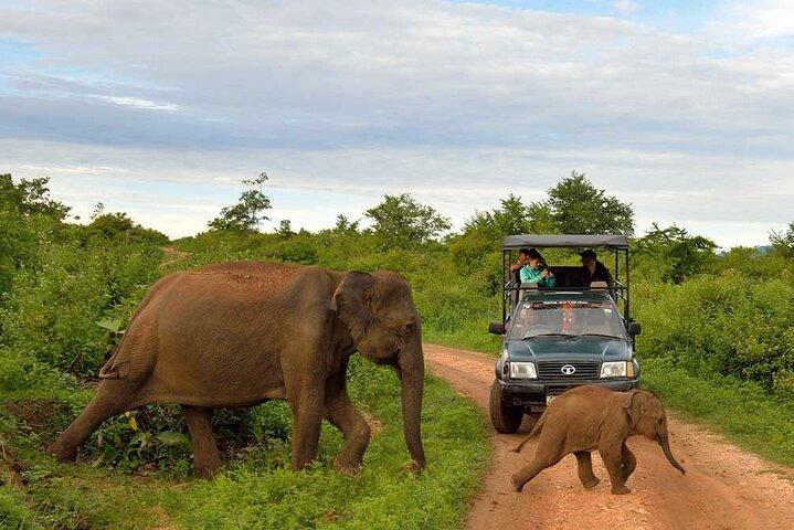 Private Udawalawa Safari Plus Elephant Transit Home Day Trip
