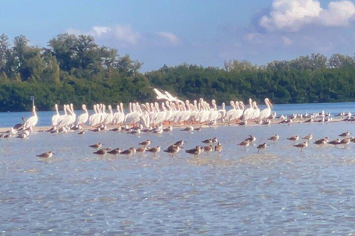Exclusive Kayak Expedition: Exploring the Mangroves to Shell Key