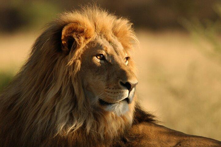 Full Day Big 5 Aquila Safari Private Transfers Including Park Fee From Cape Town