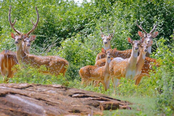 3 Days Private Tour of Yala Safari/ Ella/ Kandy - All Inclusive