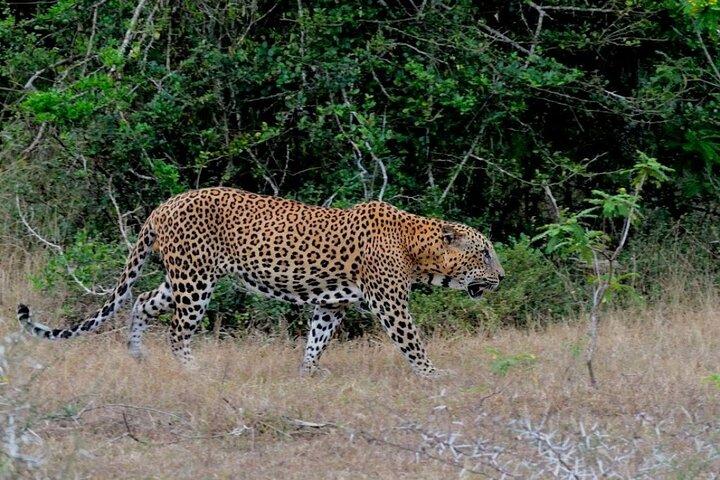GO WILD! Double Safari Day Trip (Yala & Udawalawe) - Private & All Inclusive