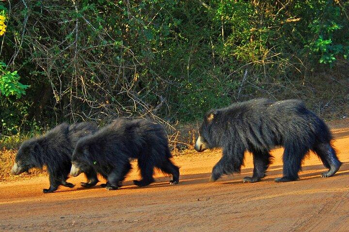 GO WILD! Double Safari Day Trip (Yala & Udawalawe) - Private & All Inclusive