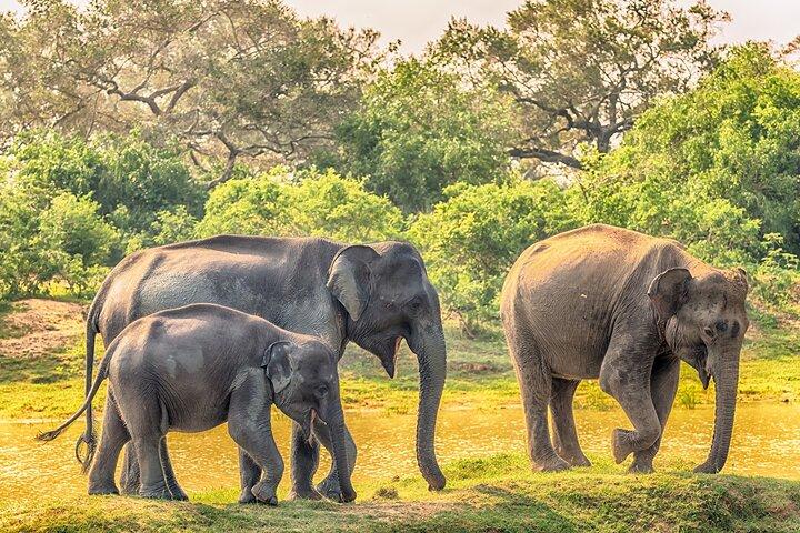 3 Days Private Tour of Yala Safari/ Ella/ Kandy - All Inclusive
