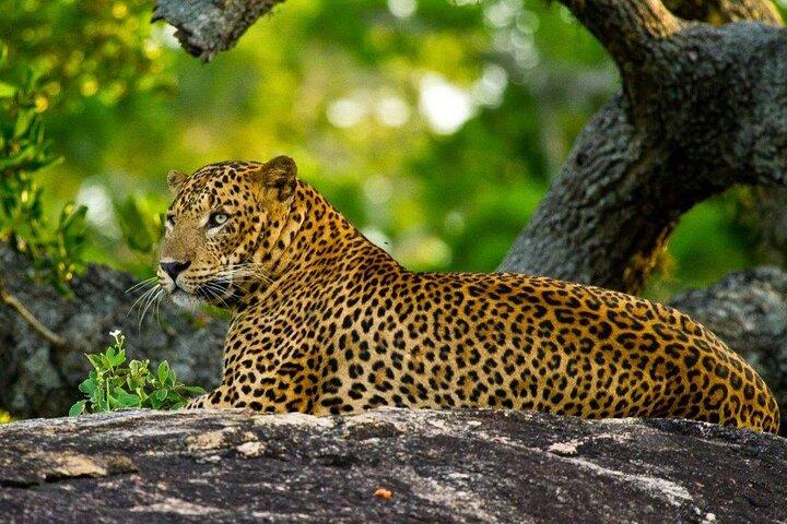 3 Days Private Tour of Yala Safari/ Ella/ Kandy - All Inclusive