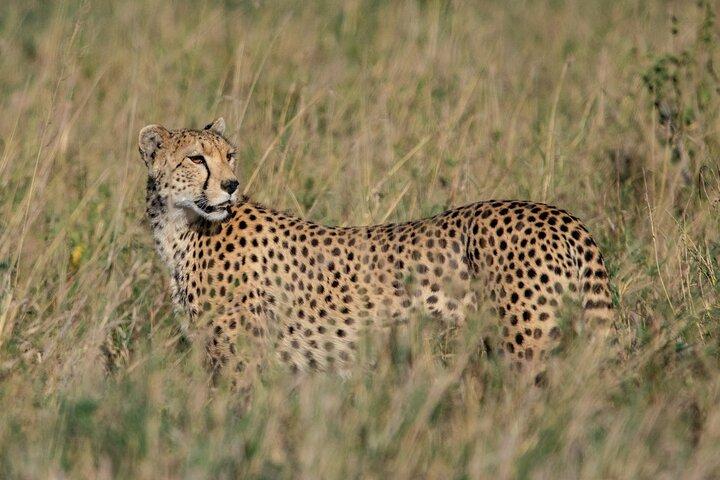 7 Days Mid Range Tanzania Wildlife Safari