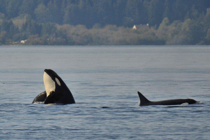 Summer Victoria Whale Watching Tour on a Covered Vessel