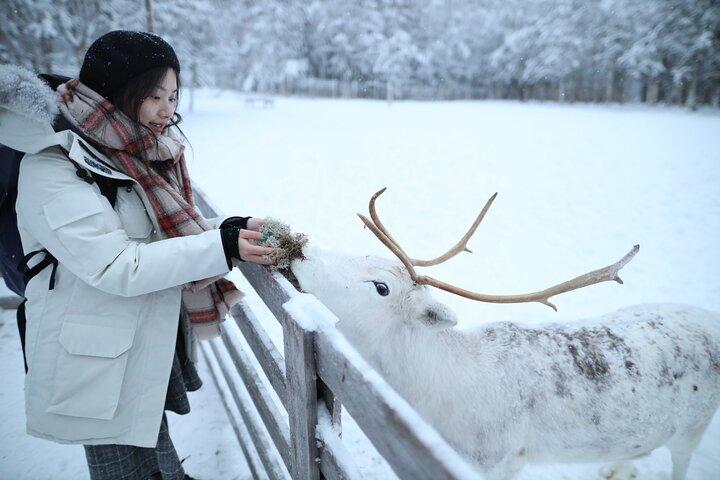 Santa Claus Village, Husky and Reindeers Combo Safari