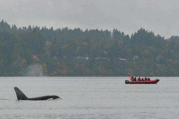 Summer Whale Watching Tour in a Zodiac Boat in Victoria