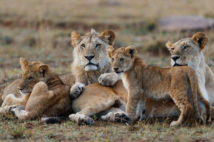 3-Day Masai Mara Group Joining Safari Adventure
