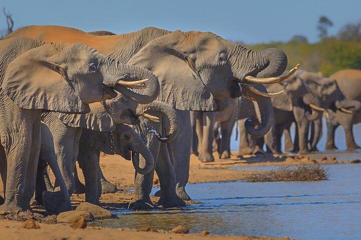 Private Full Day Safari (10 hours) in Kruger National Park