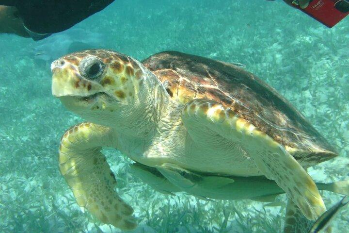 Hol-Chan Snorkel Tour from Caye Caulker