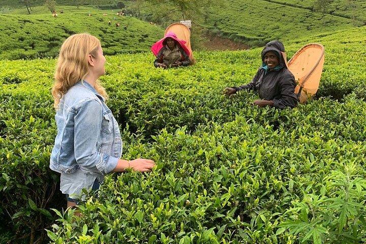 Tea Fields & Factory Tour