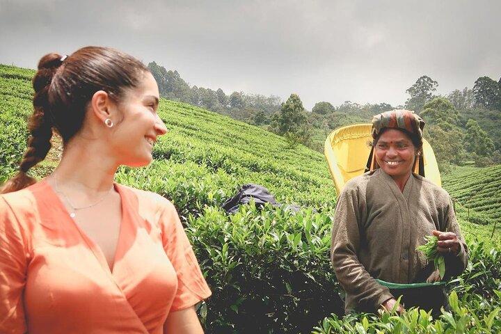 Tea Fields & Factory Tour