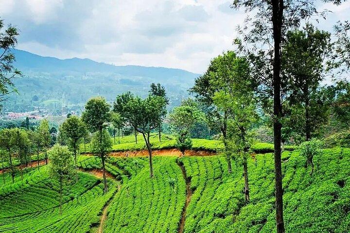 Tea Fields & Factory Tour