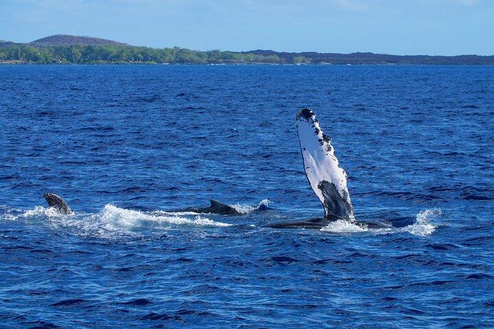 From Kihei: Molokini Snorkel & Whale Watch Tour