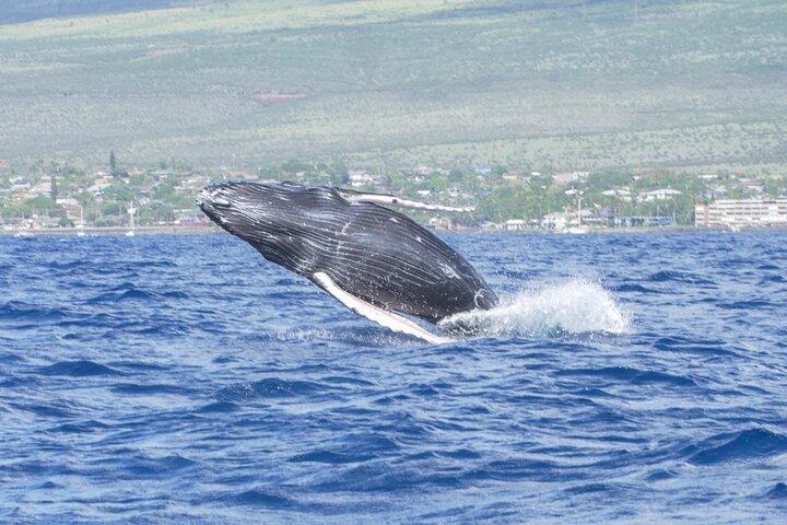 From Kihei: Molokini Snorkel & Whale Watch Tour