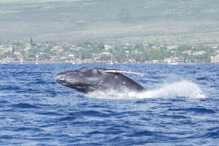 From Kihei: Molokini Snorkel & Whale Watch Tour