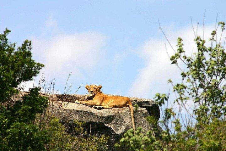 Day trip to Tarangire national park with pick up