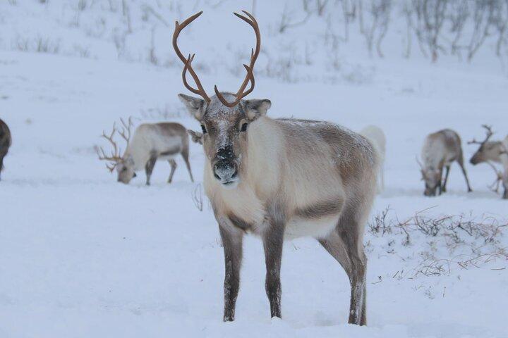 Arctic Fjords and Reindeer Experience – Small group tour