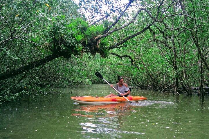 Kayaking Mangroves tour
