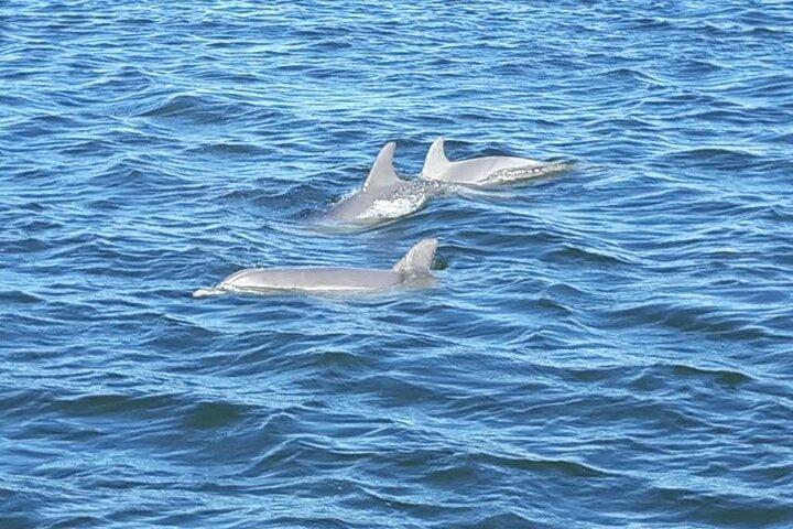 Orange Beach Dolphin Eco Boat Tour
